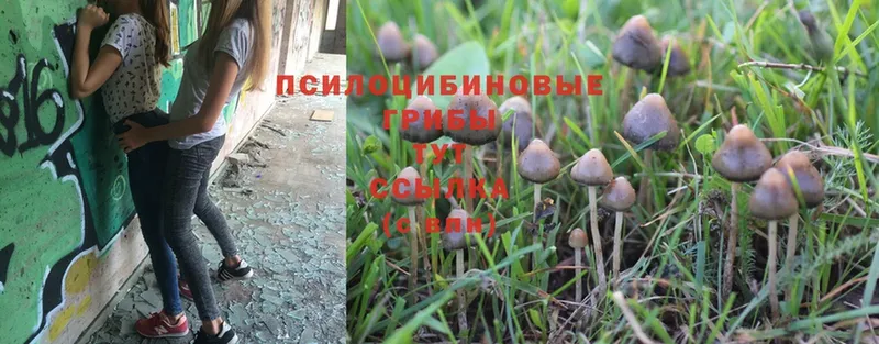 купить наркотик  Морозовск  Галлюциногенные грибы Psilocybe 